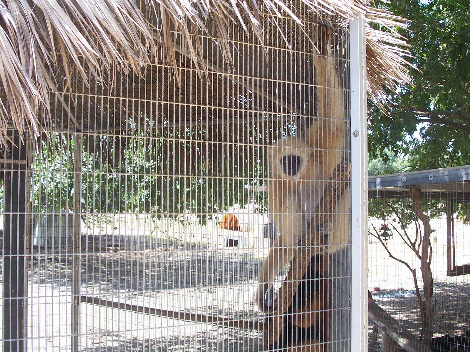 Gibbon in sad cage