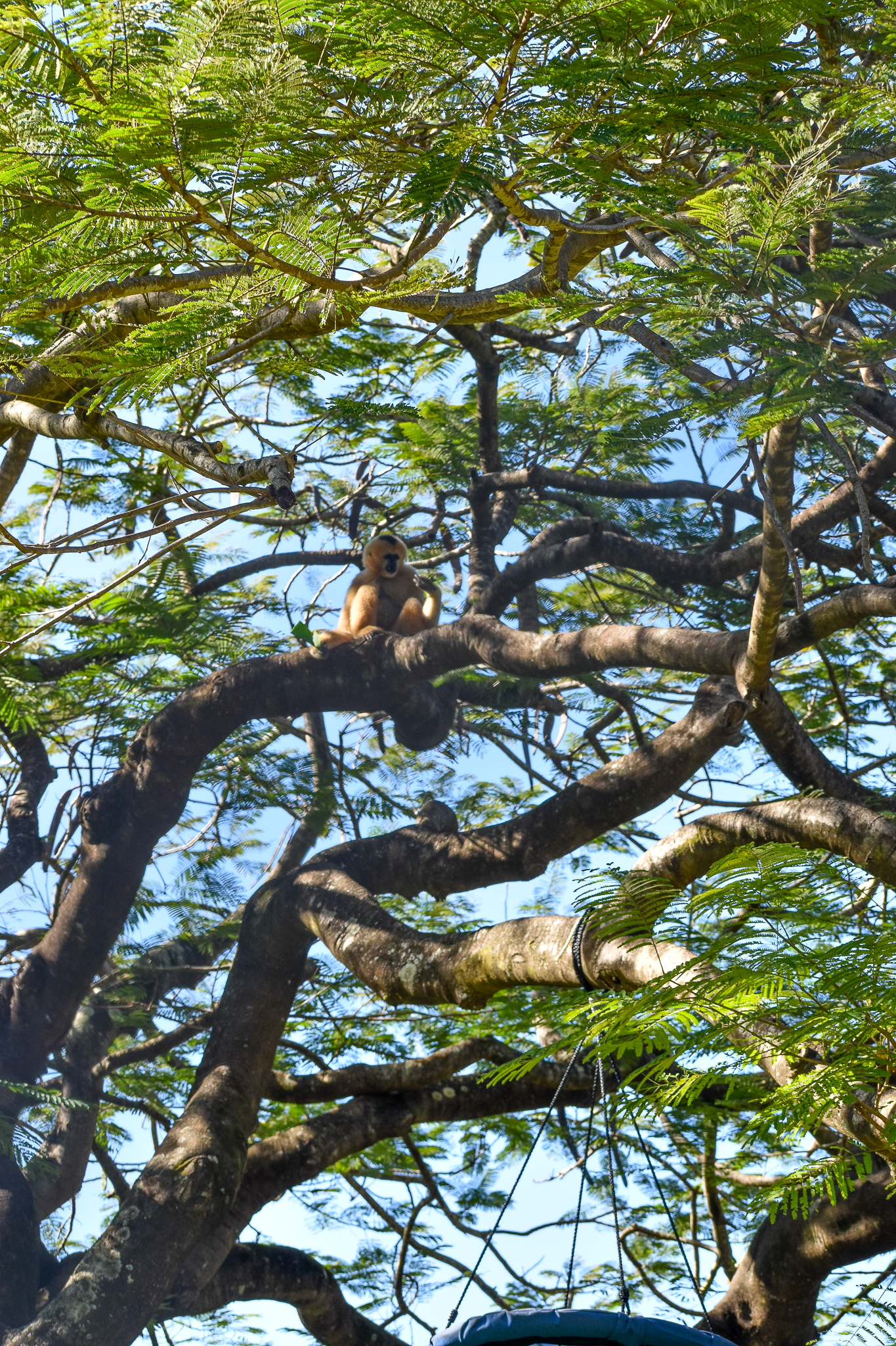 Gibbon in Tree