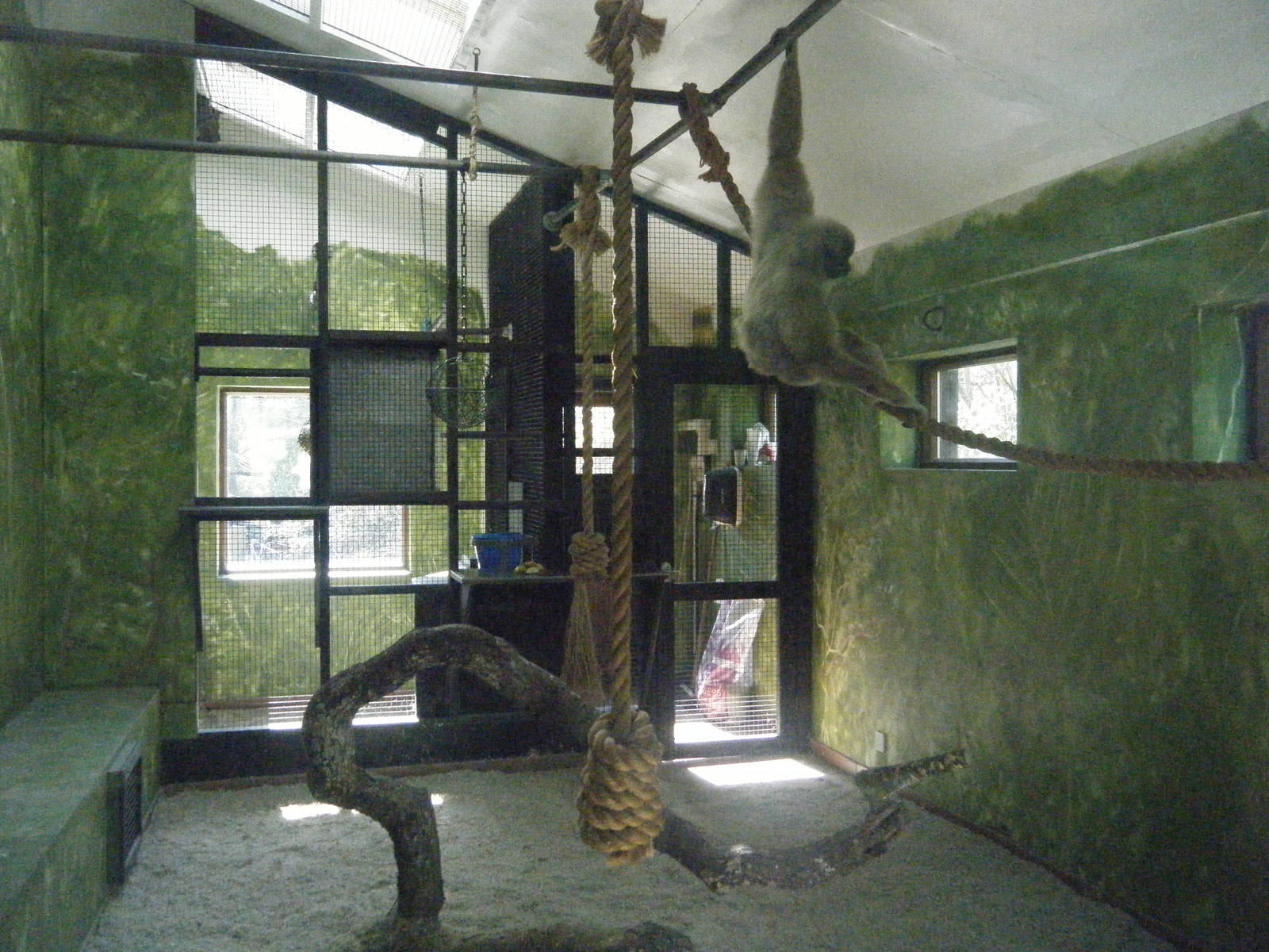 Gibbon indoor enclosure