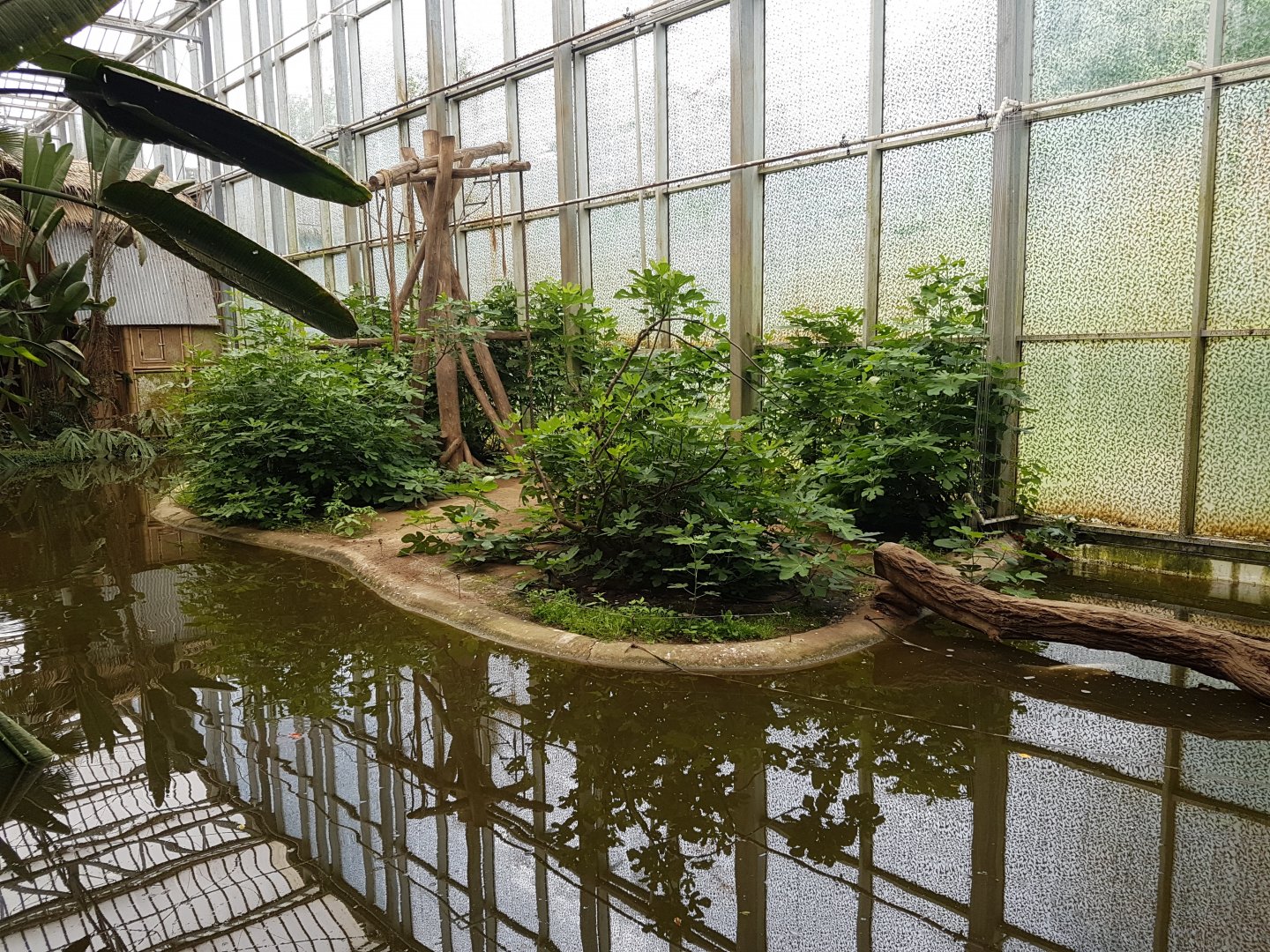 Gibbon indoor-enclosure