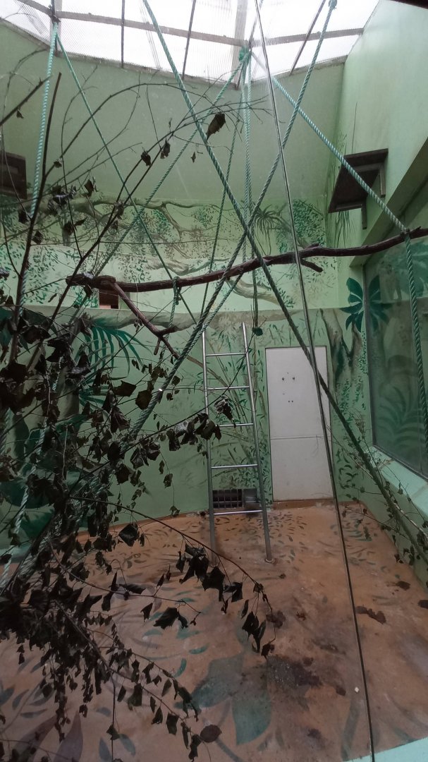 Gibbon - indoor enclosure