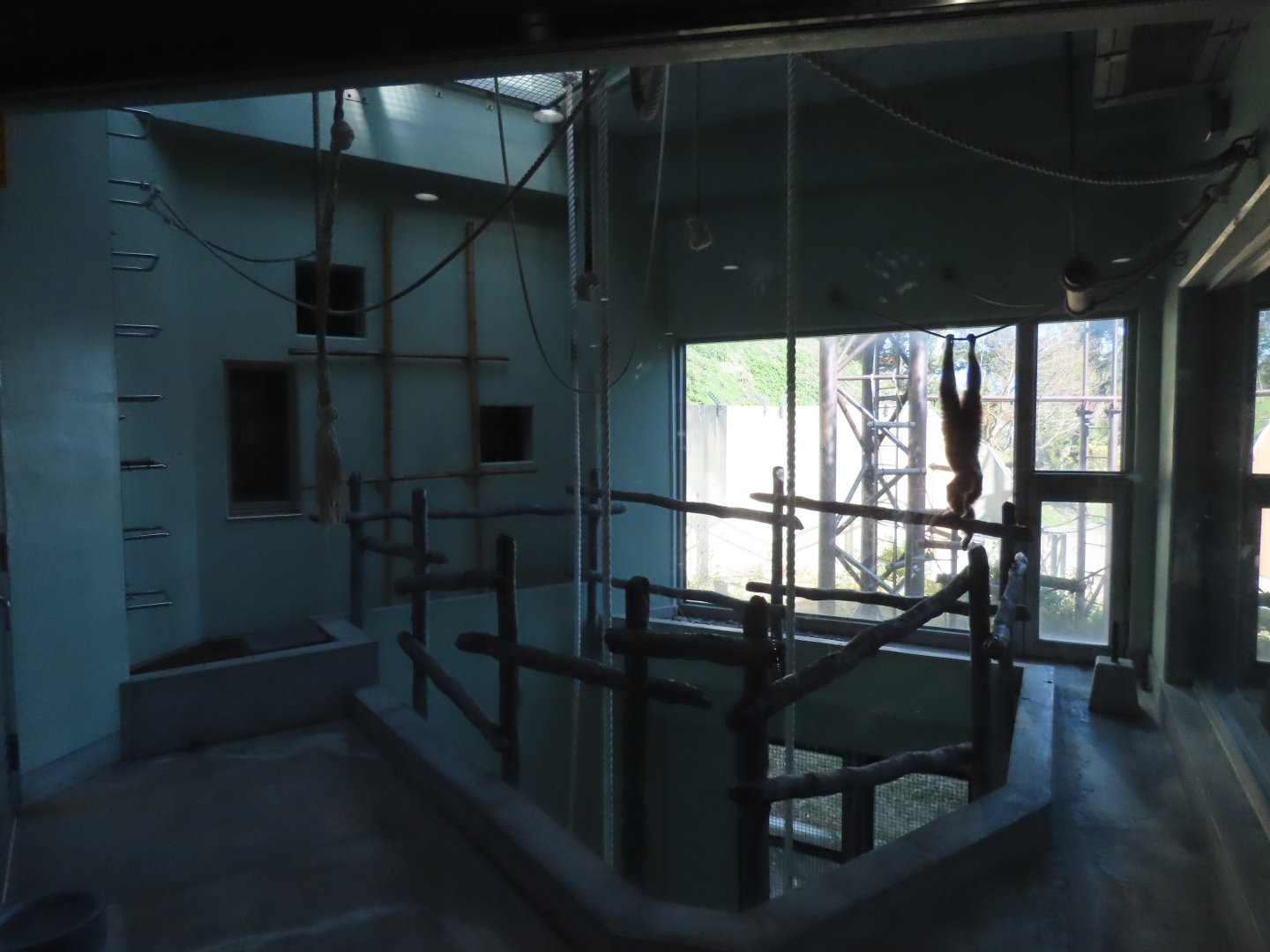 Gibbon indoor exhibit