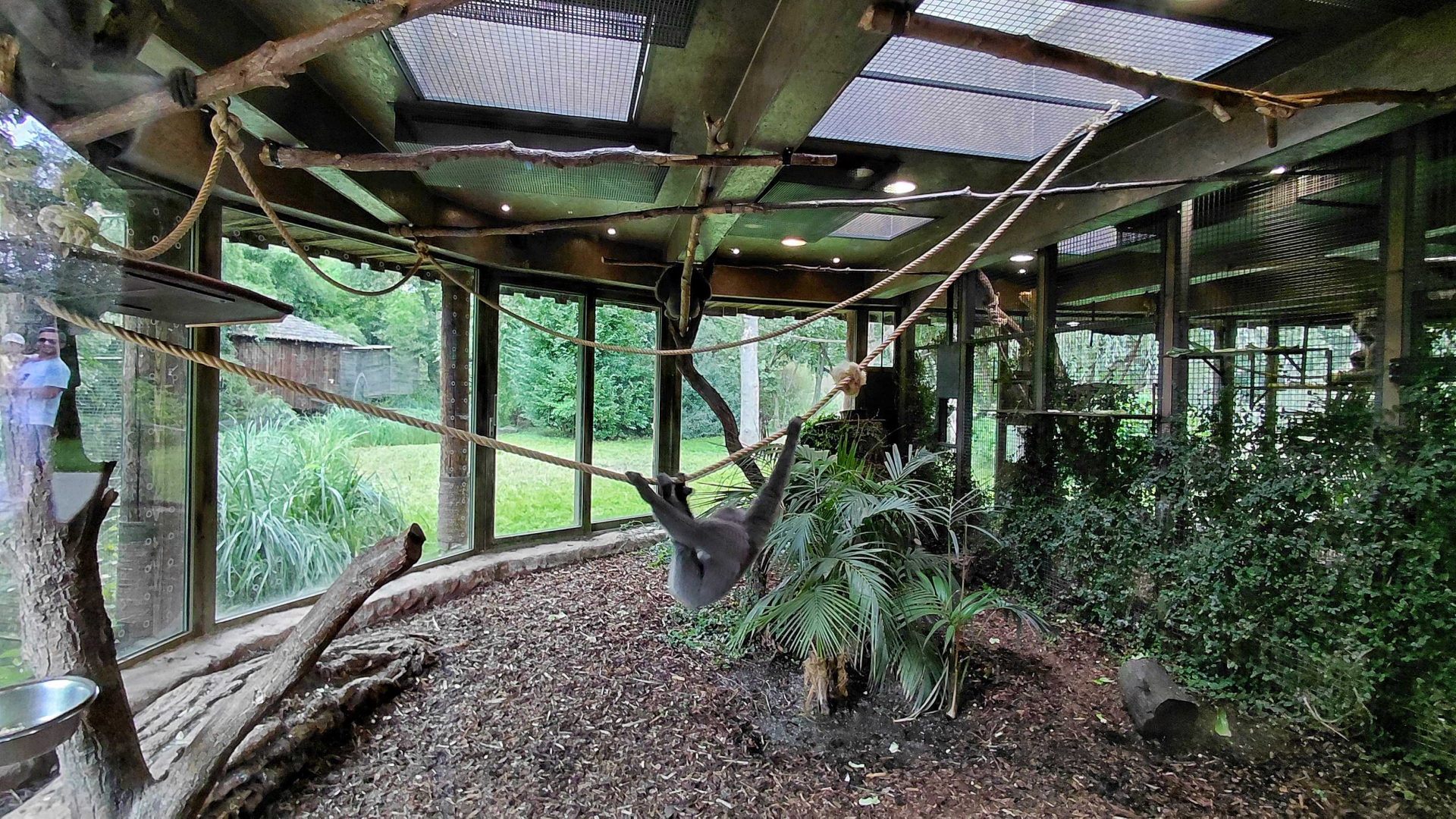 Gibbon indoor exhibit