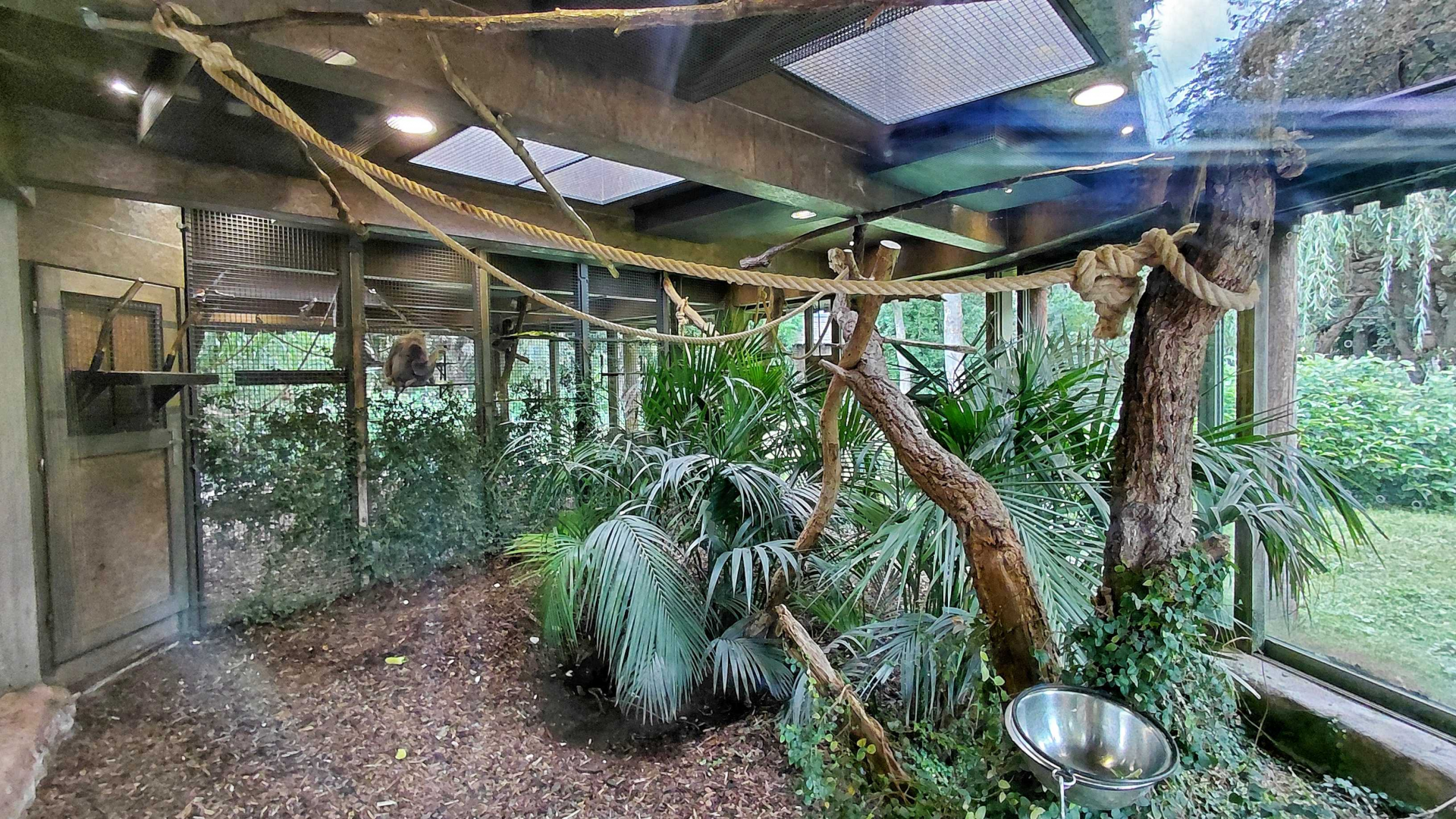 Gibbon indoor exhibit