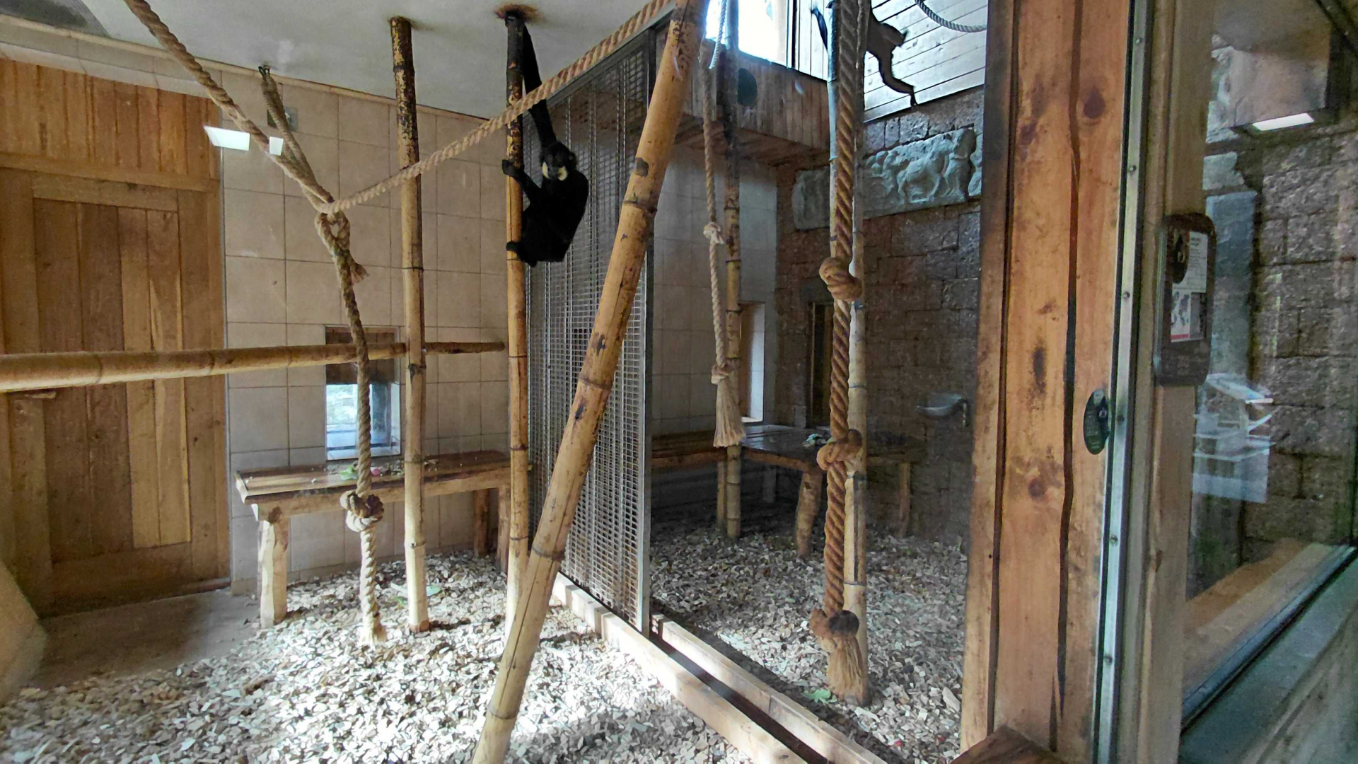 Gibbon indoor exhibit