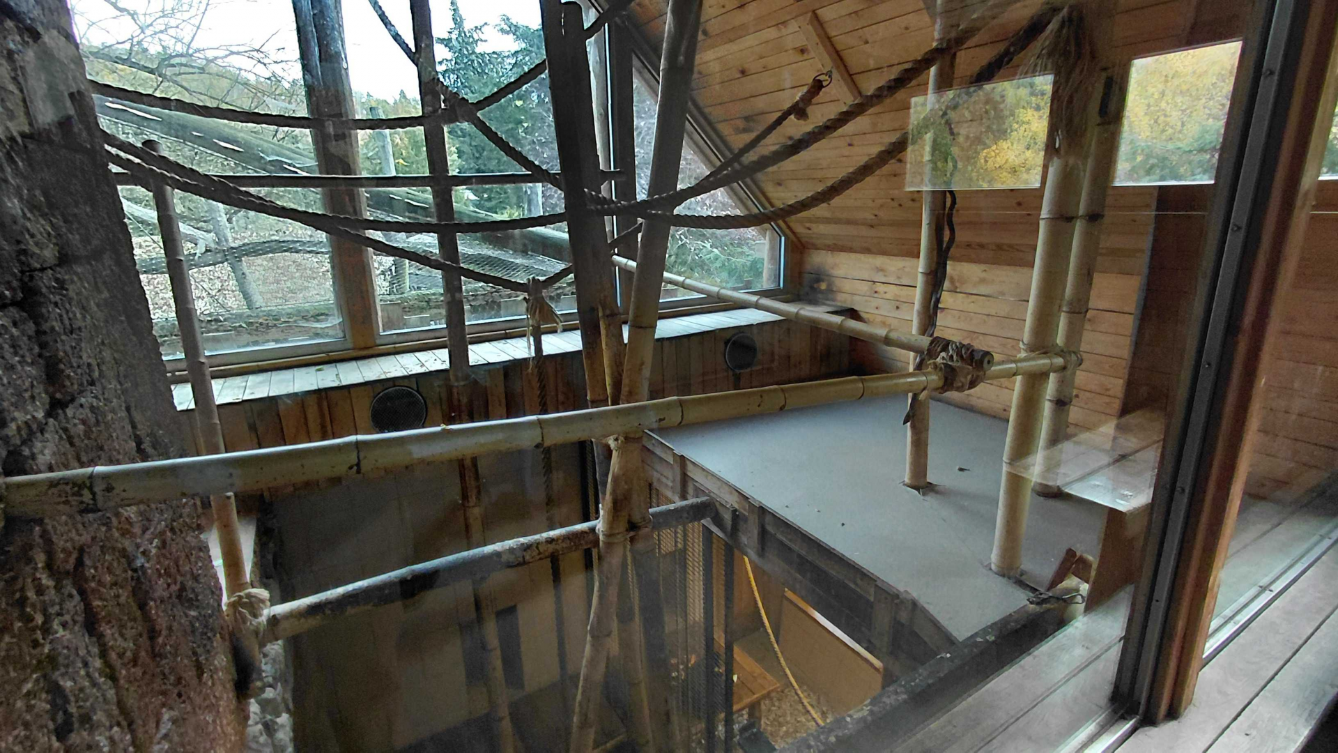 Gibbon indoor exhibit