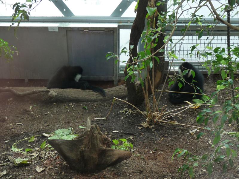 Gibbon indoor Exhibit