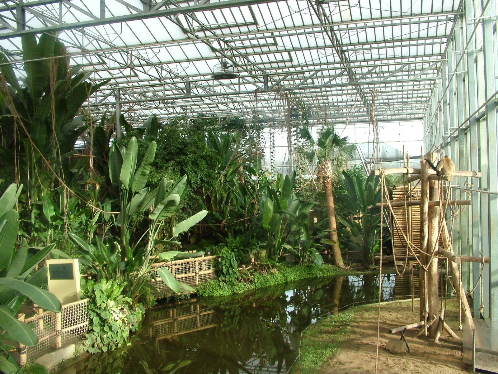 Gibbon indoor island and Asian Greenhouse at Planckendael Jan 09