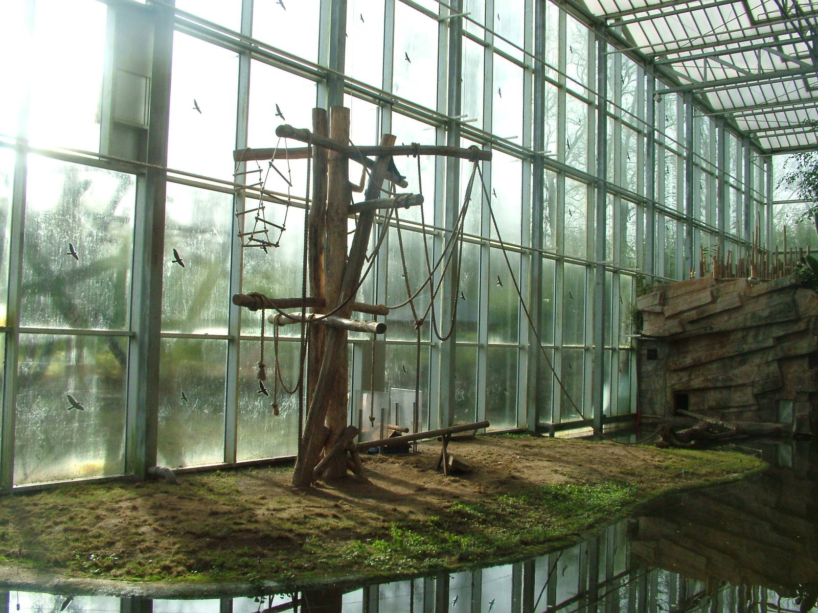 Gibbon indoor island at Planckendael Jan 09