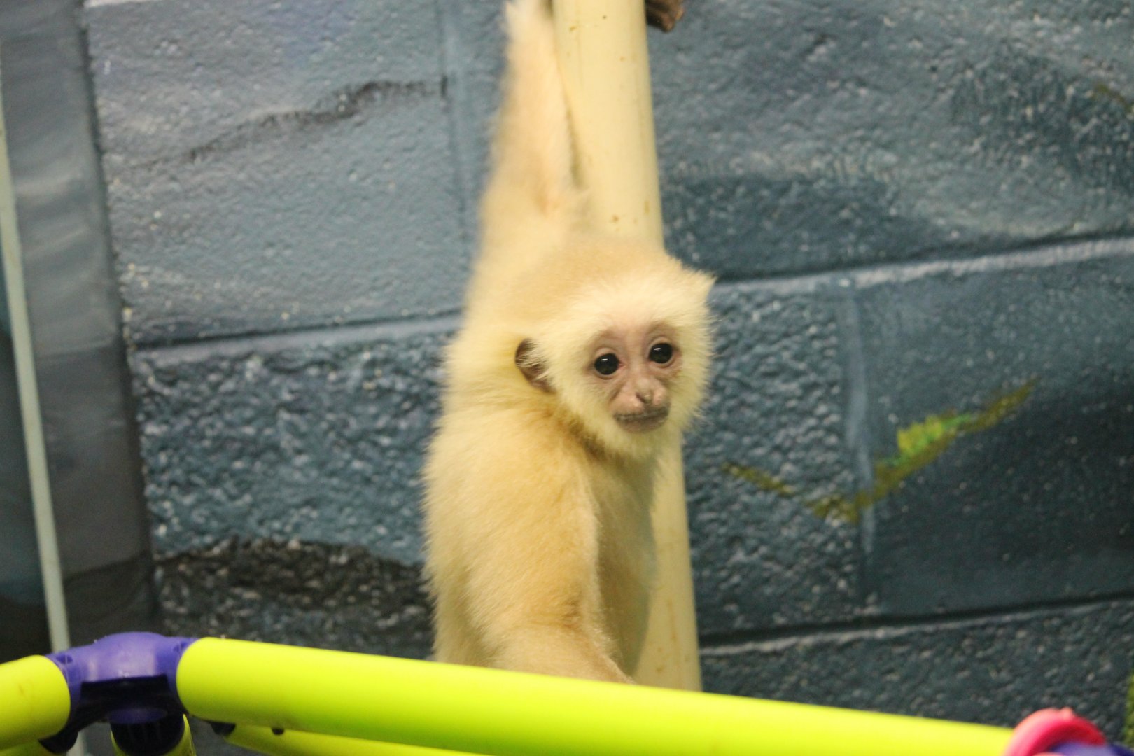 Gibbon infant in nursery