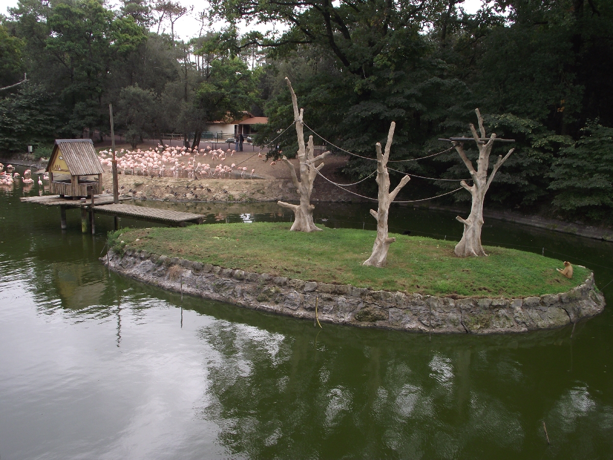 Gibbon Island and Flamingos