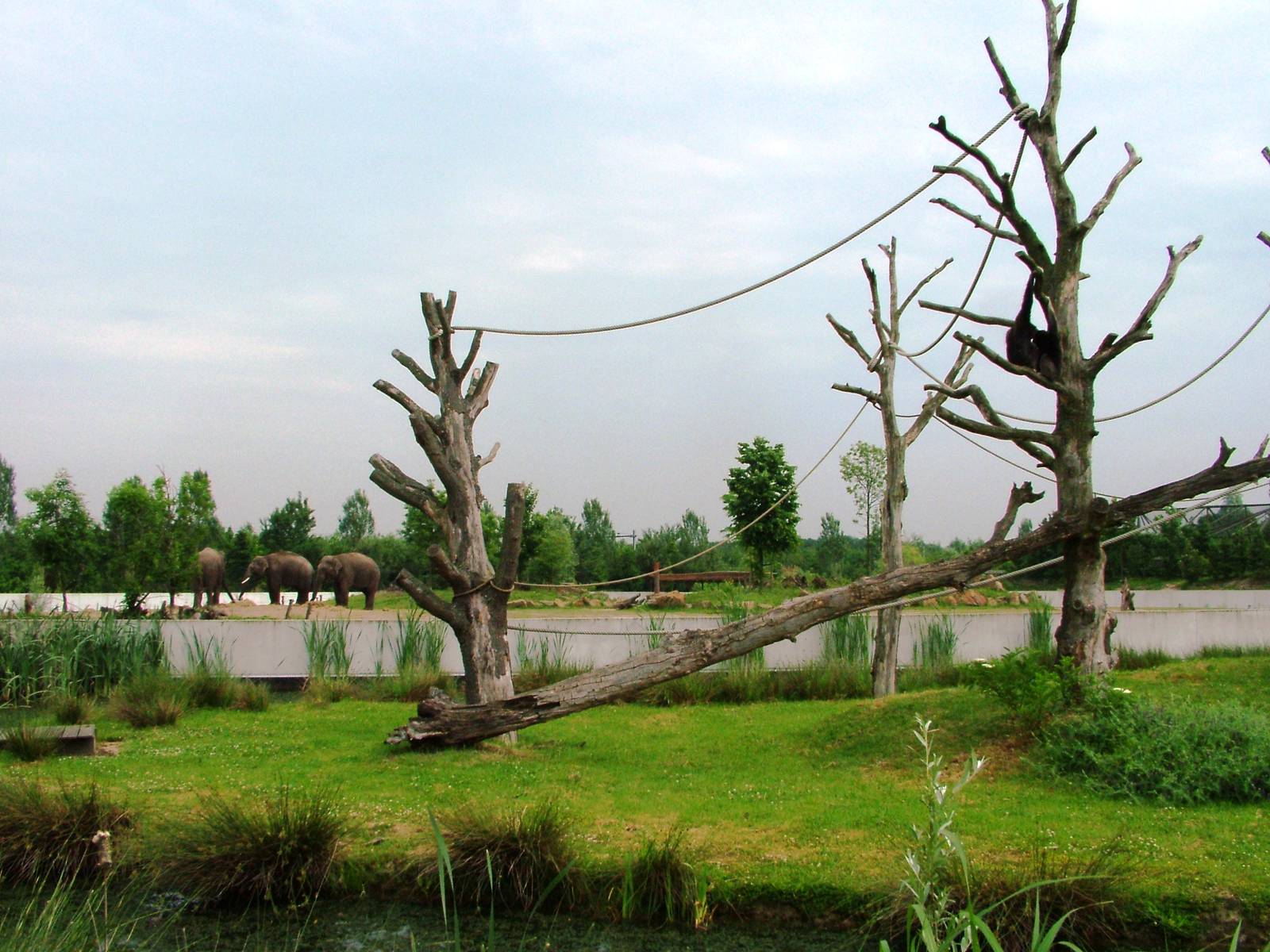 Gibbon Island at Dierenrijk, 31/05/12