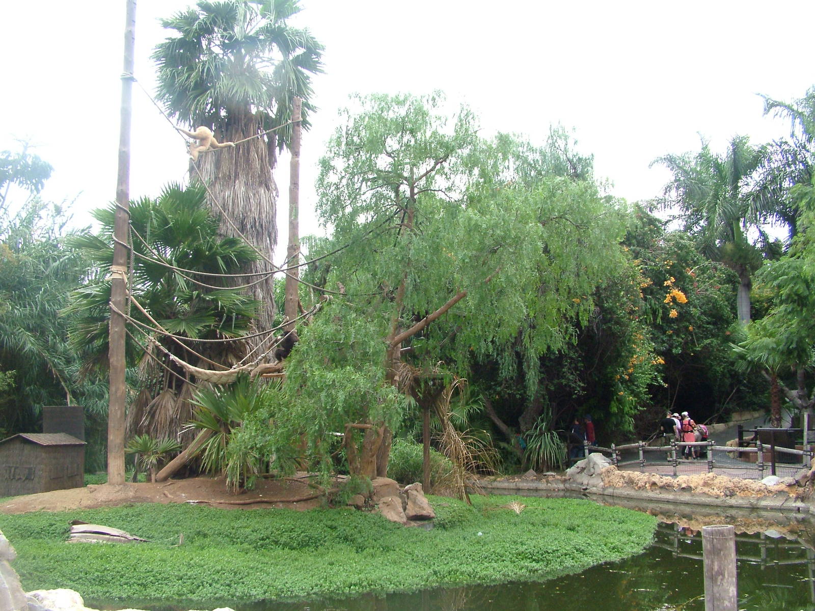 Gibbon Island at Jungle Park (Las Aguilas), 13/11/10