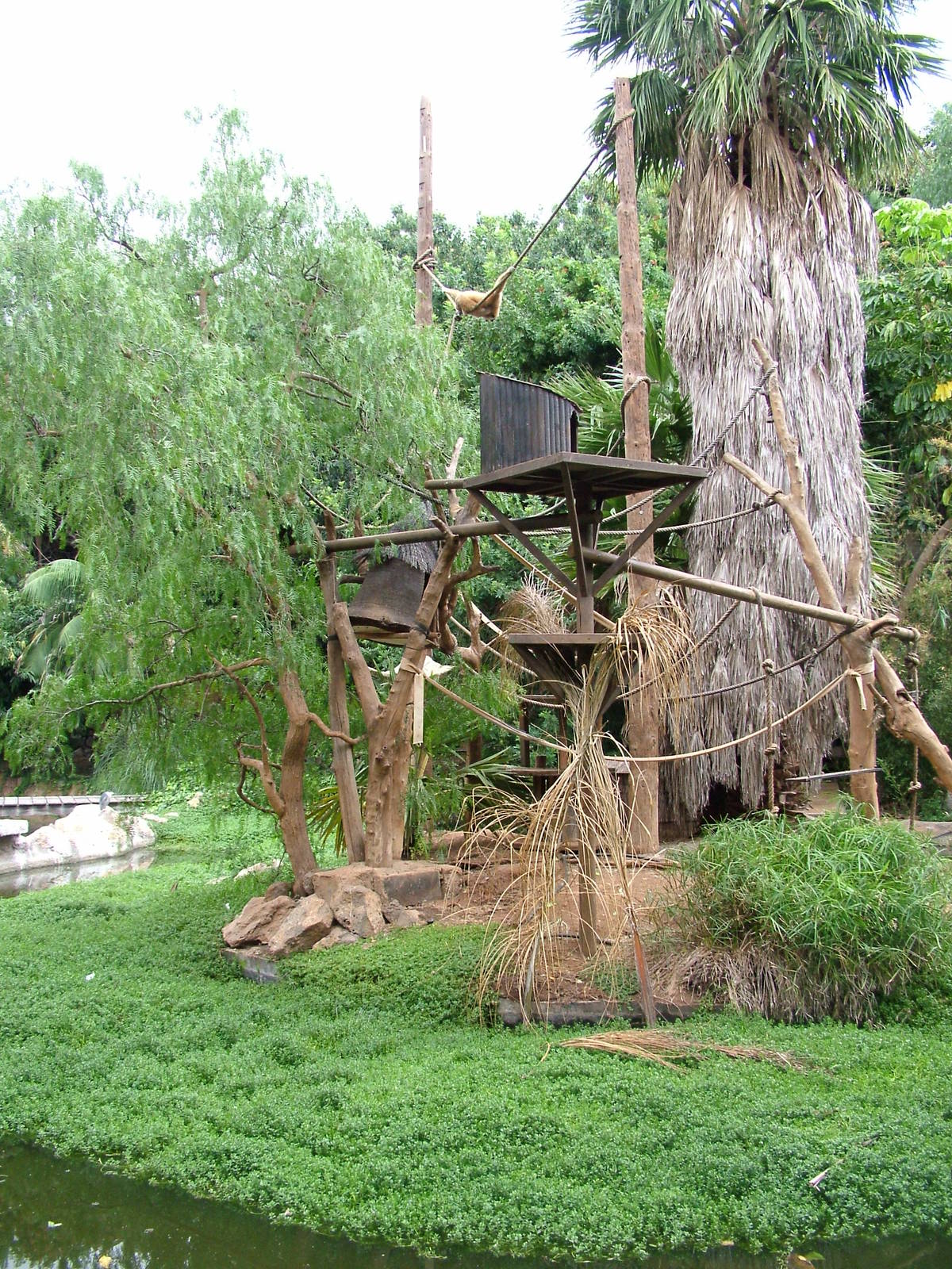 Gibbon Island at Jungle Park (Las Aguilas), 13/11/10