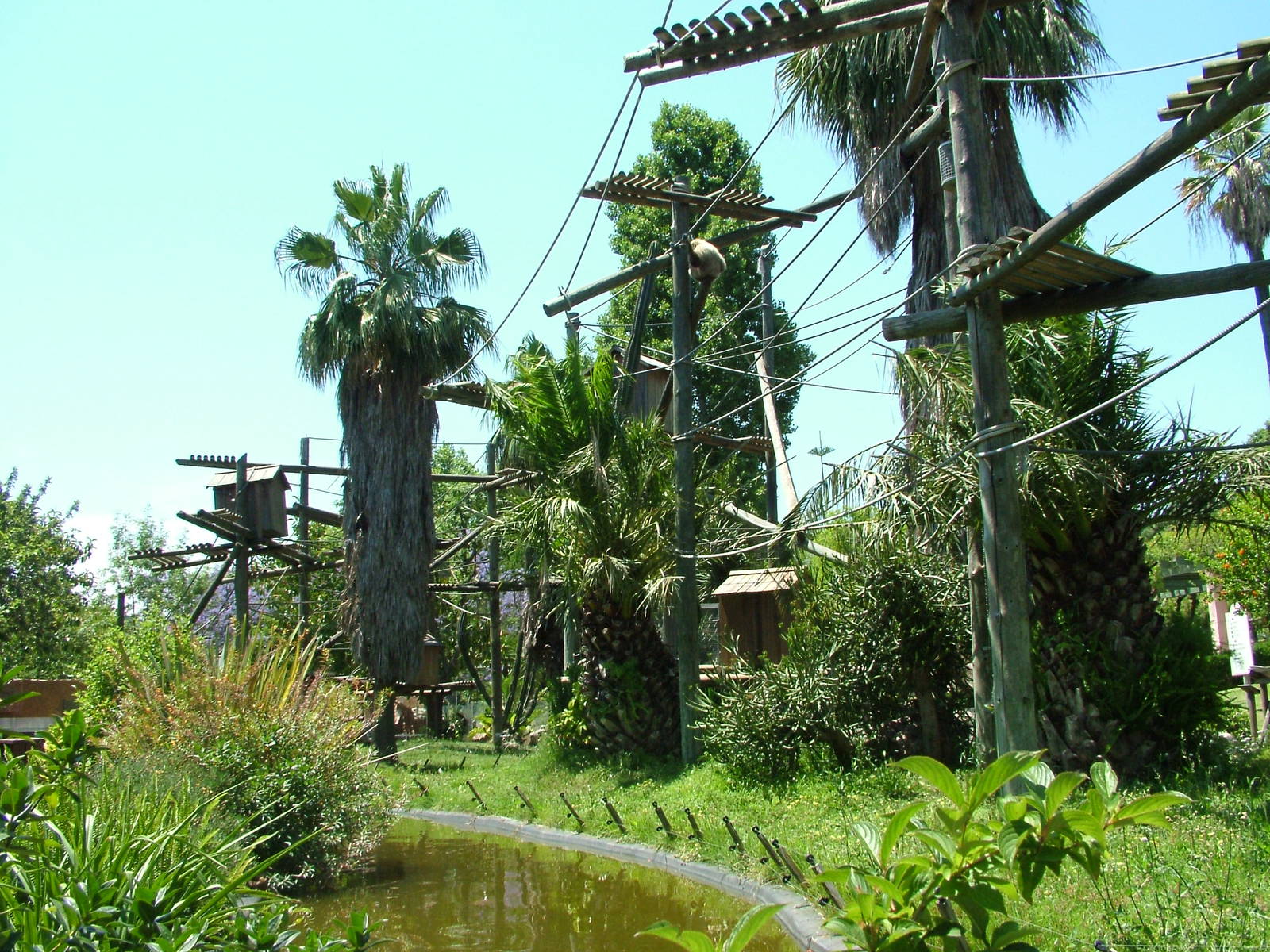 Gibbon Island at Lisbon Zoo, 24/05/11