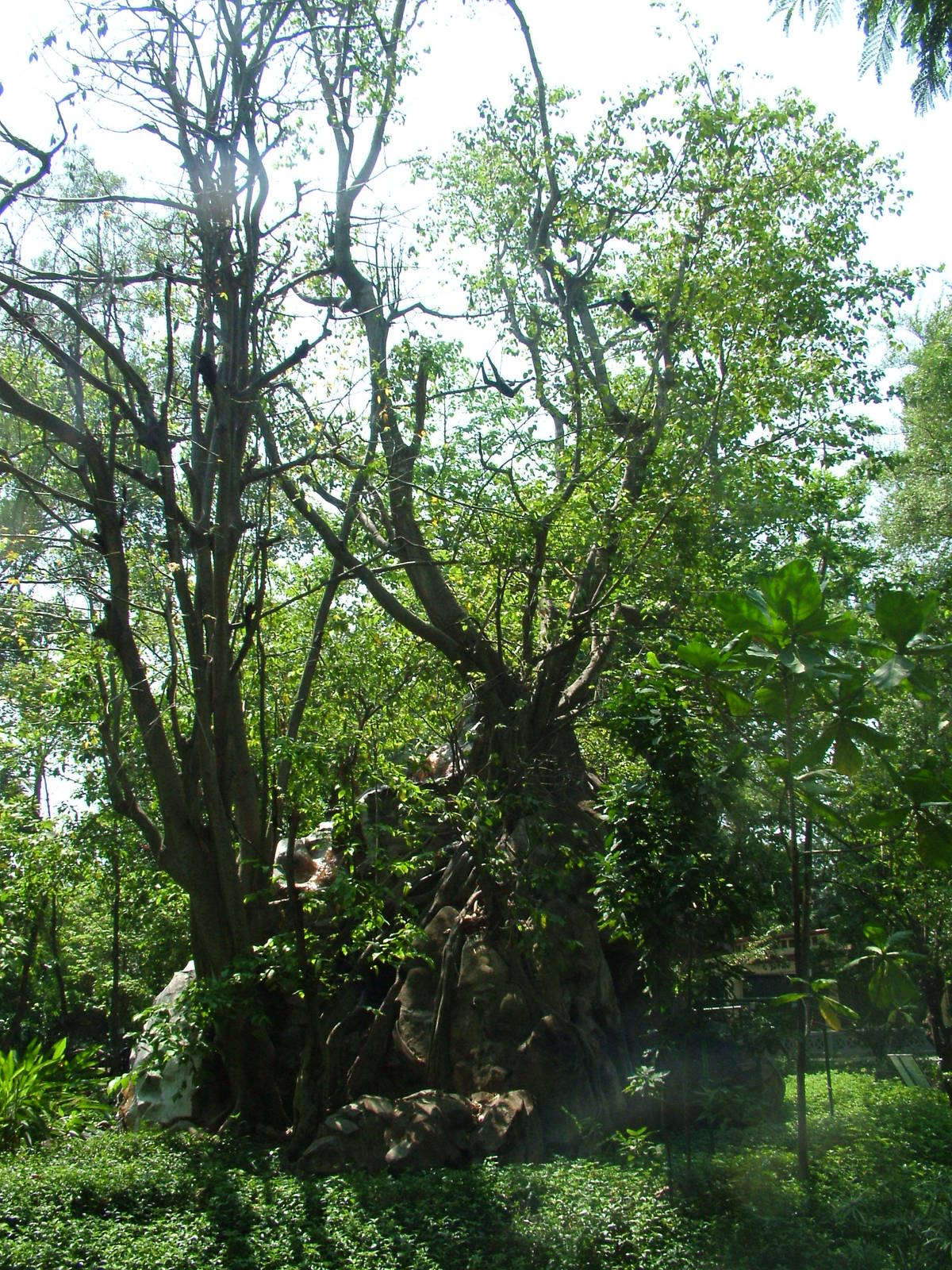 Gibbon Island at Saigon Zoo, 16/03/12