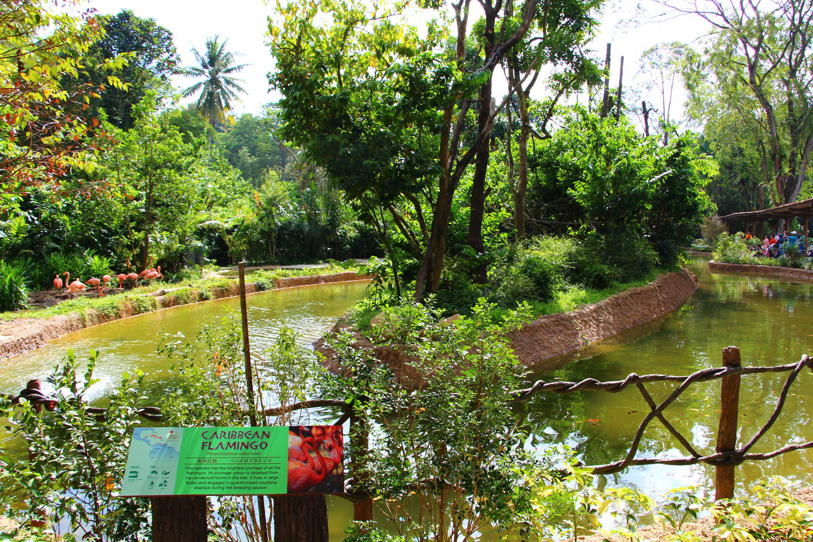 Gibbon Island - Caribbean Flamingo exhibit