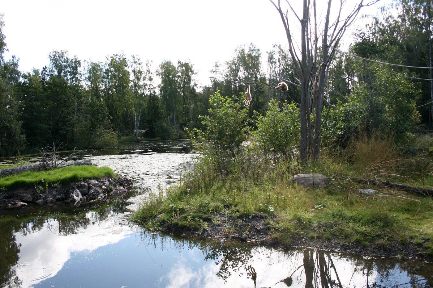 Gibbon island - Furuvik