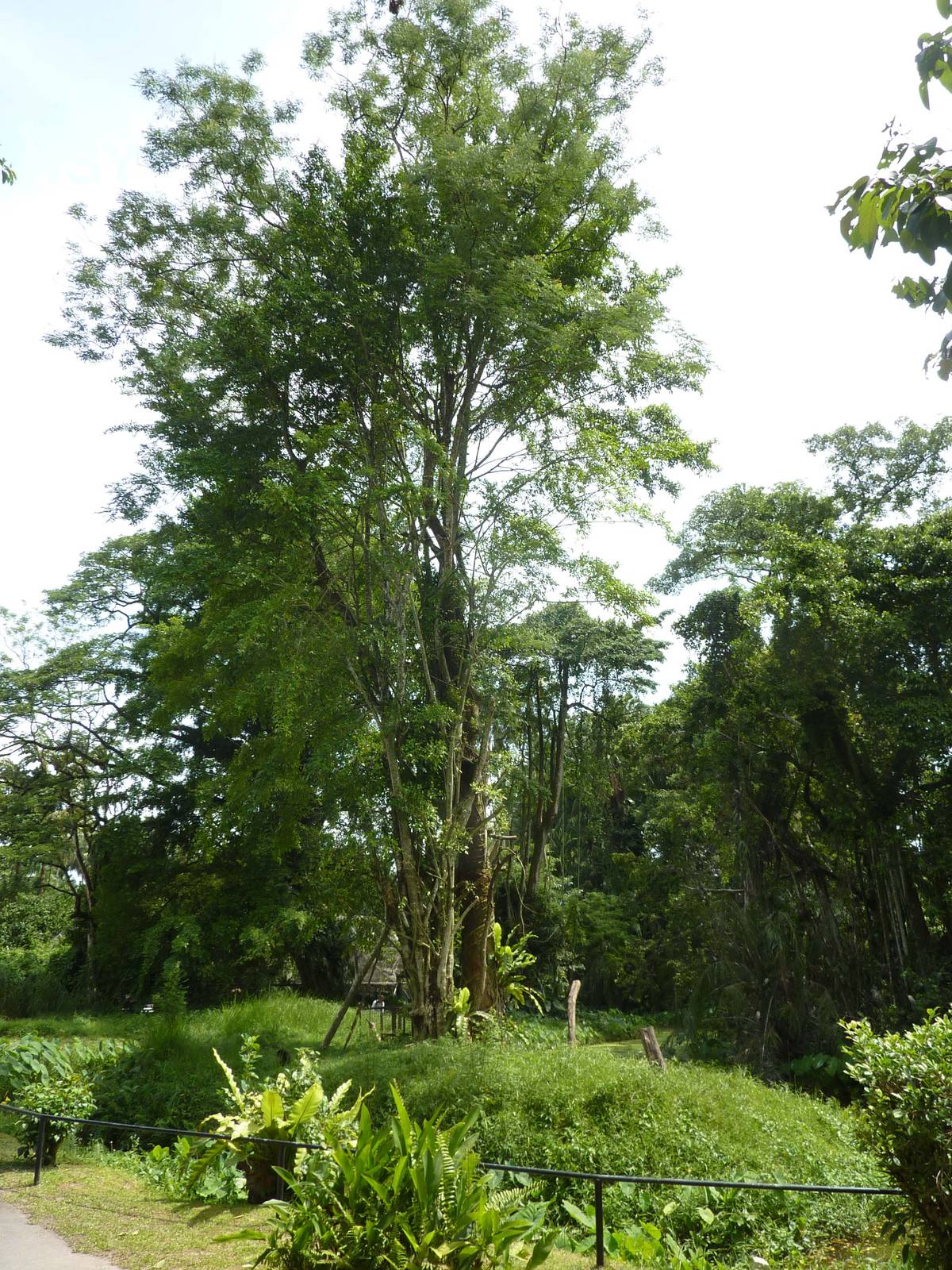 Gibbon island, May 2013