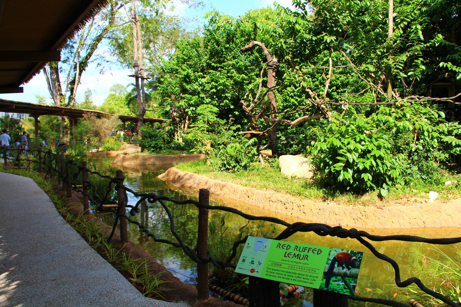 Gibbon Island - Red Ruffed Lemur exhibit