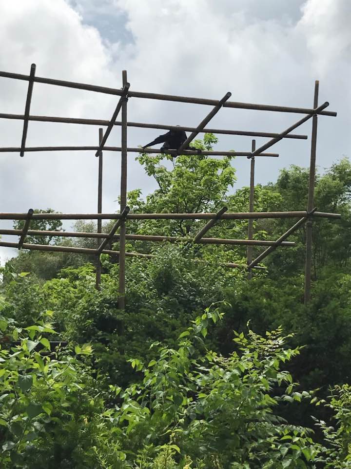 Gibbon Island- Siamang