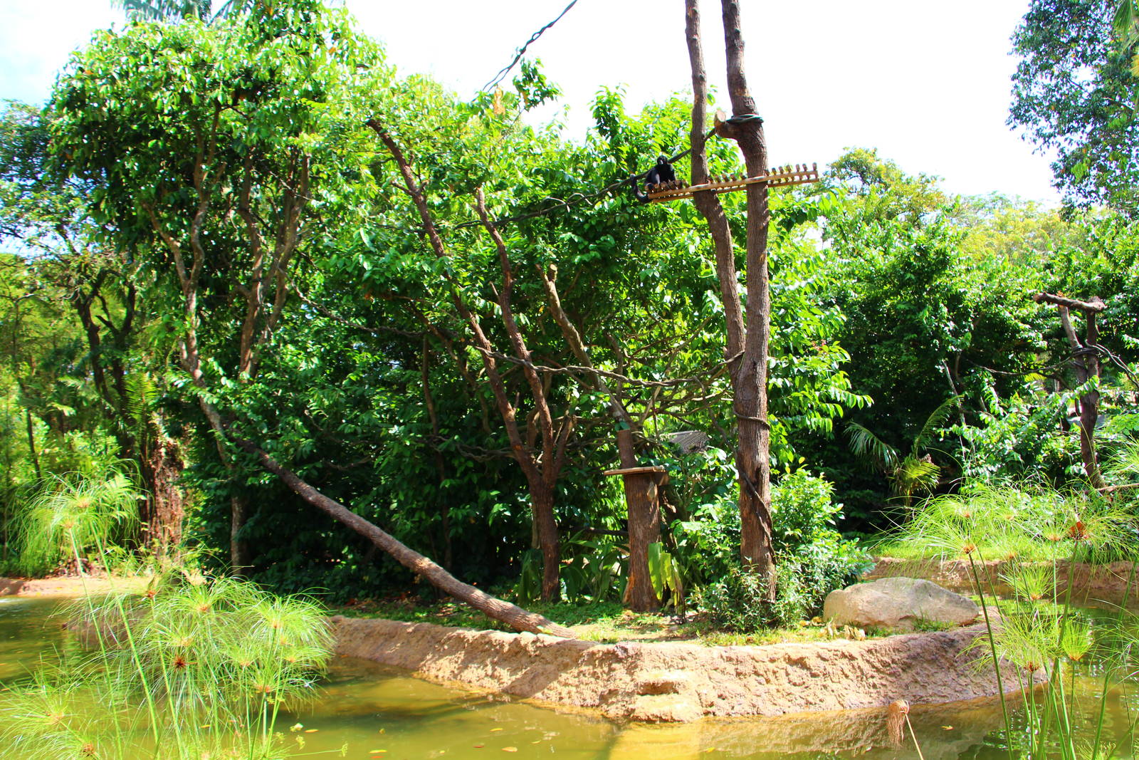 Gibbon Island - Spider Monkey exhibit