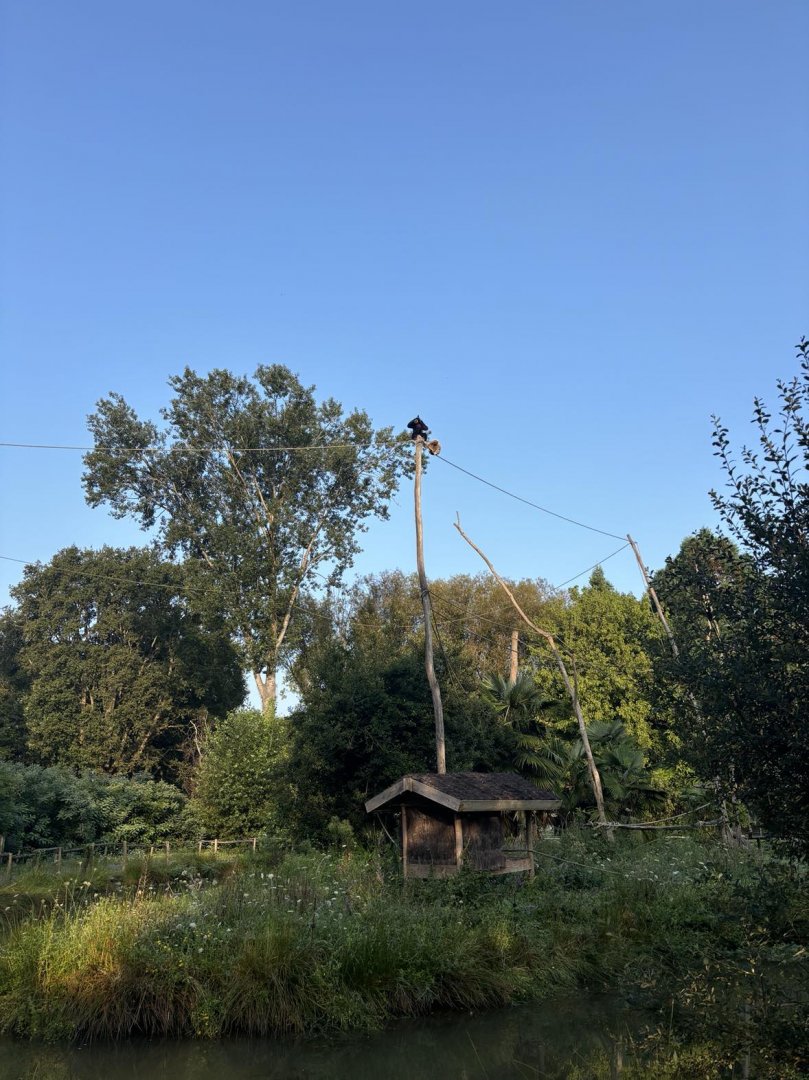 Gibbon island with access to nearby trees