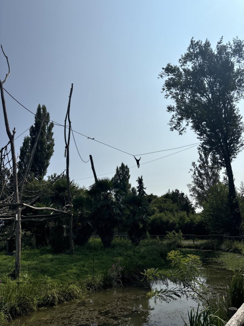 Gibbon island with access to nearby trees