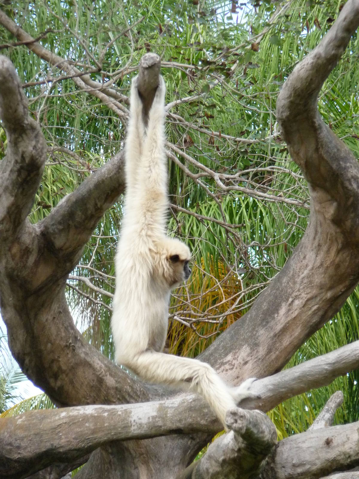 Gibbon Island