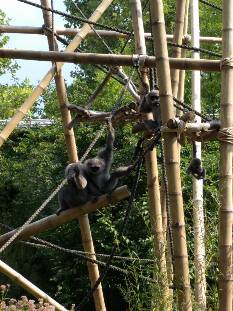 Gibbon Island