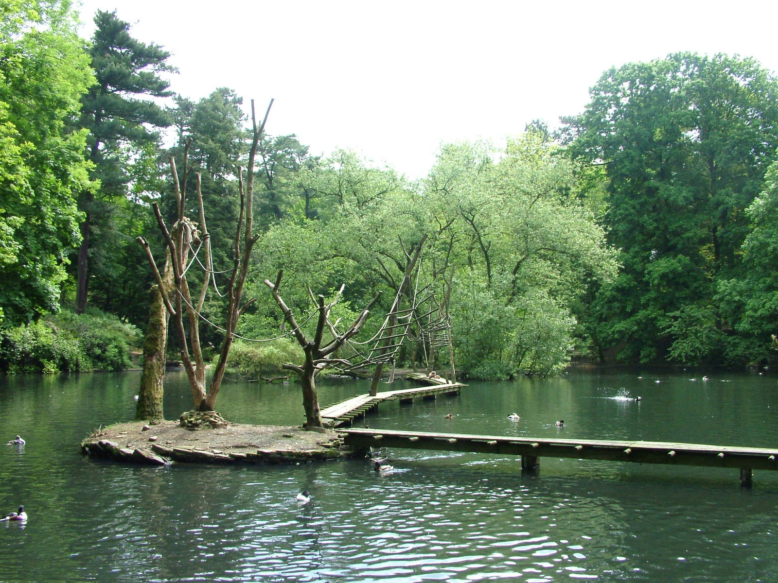 Gibbon islands at Wuppertal 13/05/09