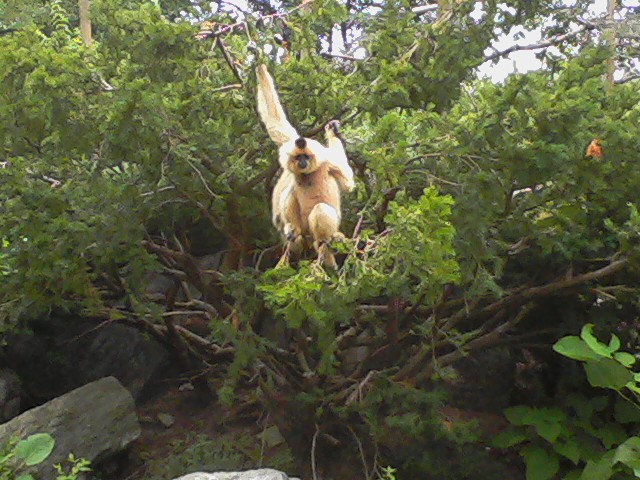 Gibbon Islands- Buff-cheeked Gibbon