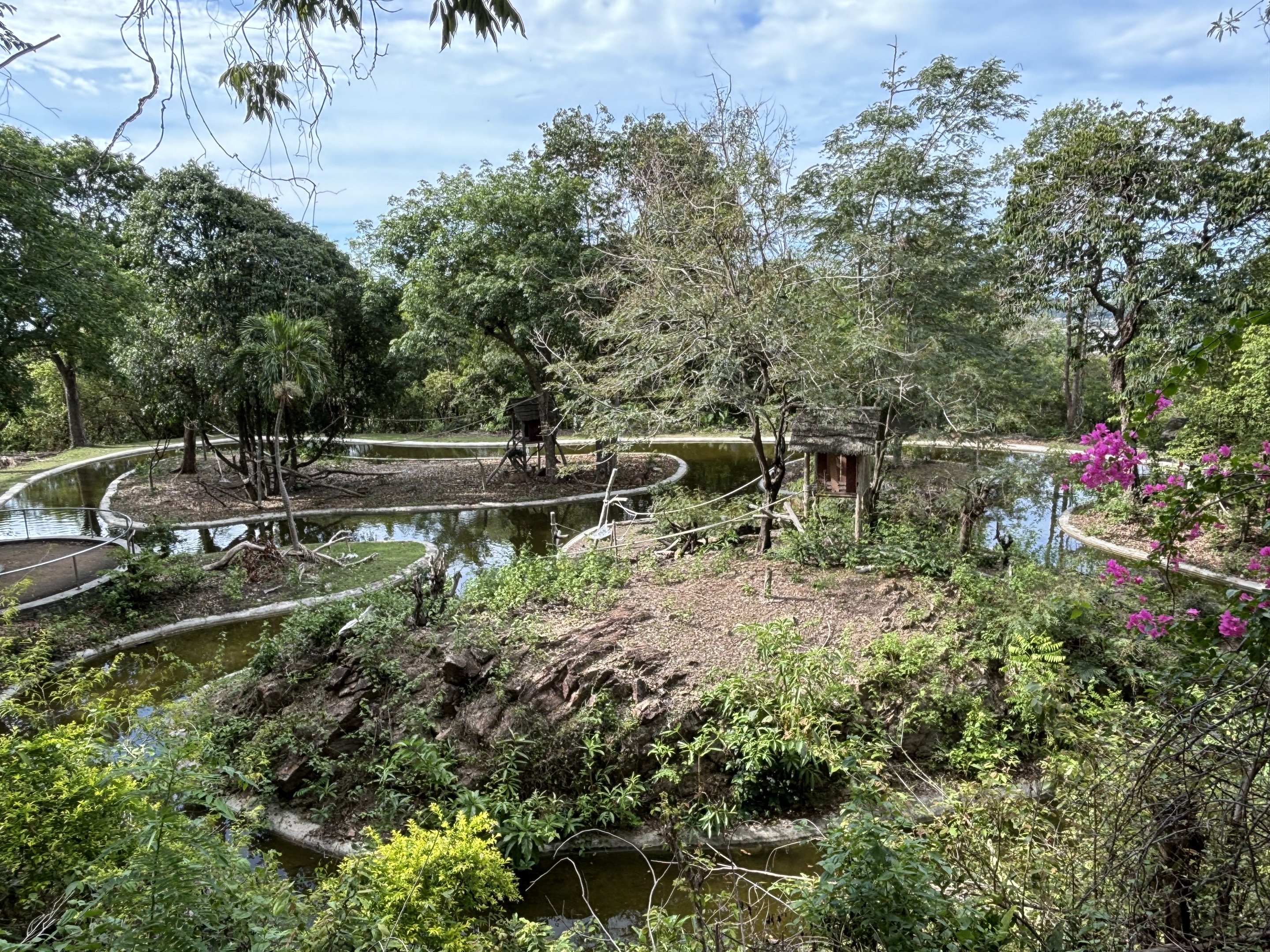 Gibbon Islands + Javan Rusa Deer (Wild)