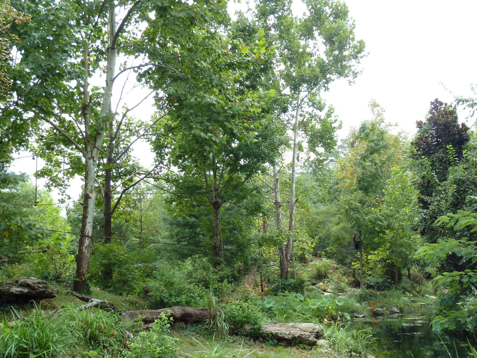 Gibbon Islands - White-Cheeked + Siamang