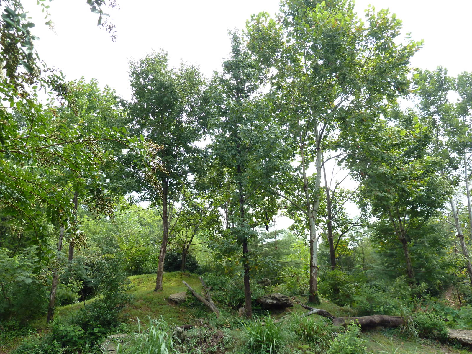 Gibbon Islands - White-Cheeked + Siamang