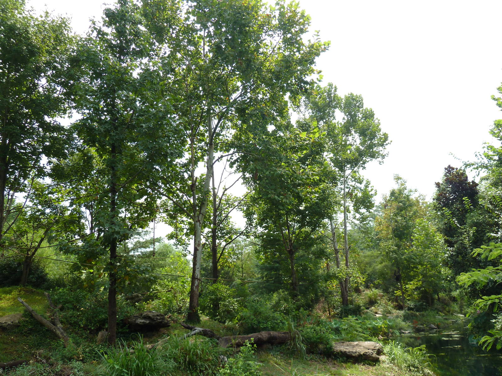 Gibbon Islands - White-Cheeked + Siamang