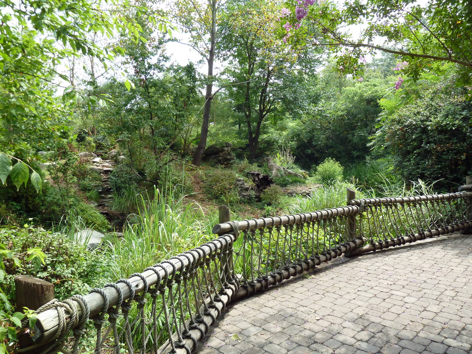 Gibbon Islands - White-Cheeked + Siamang