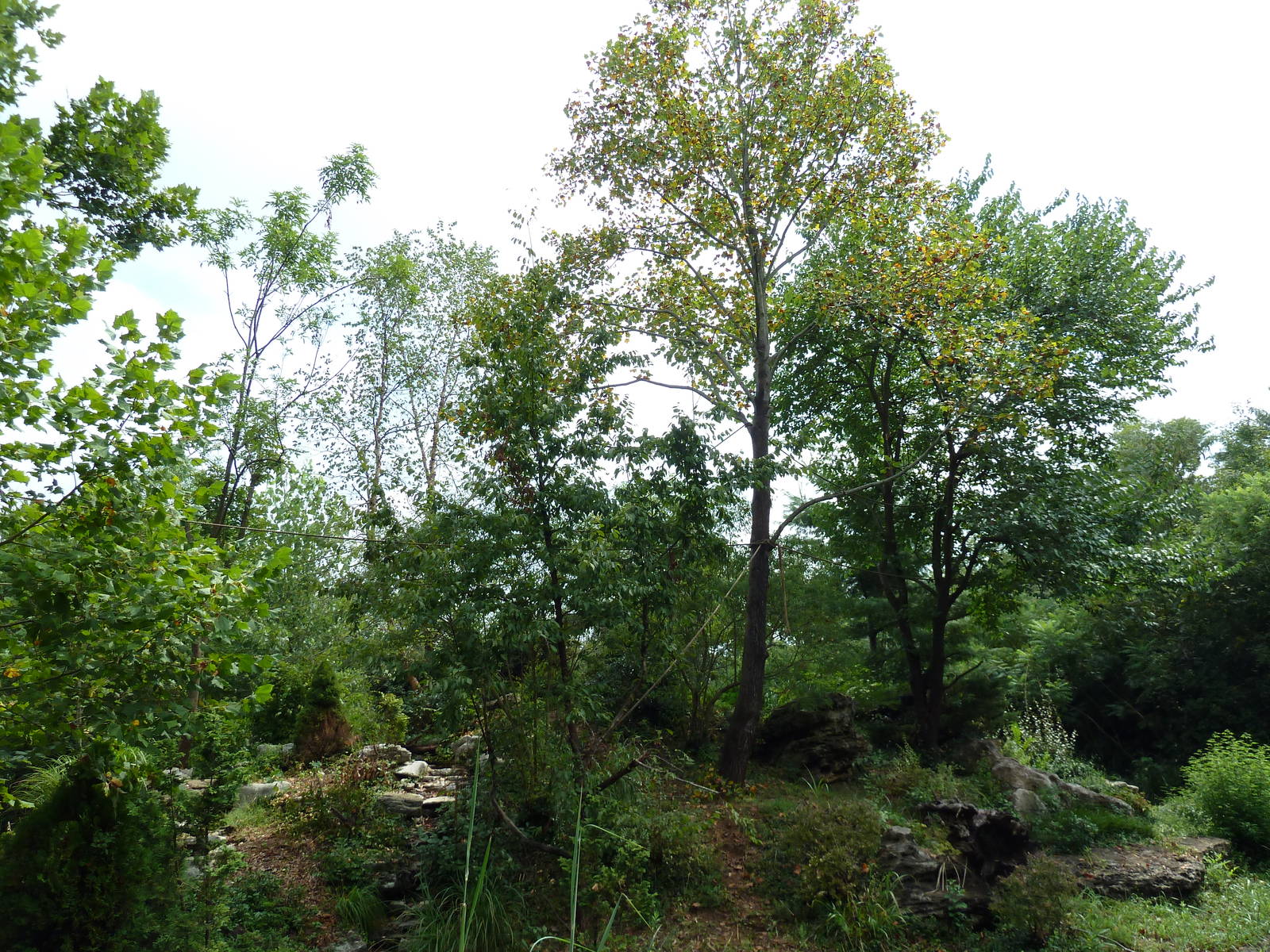 Gibbon Islands - White-Cheeked + Siamang