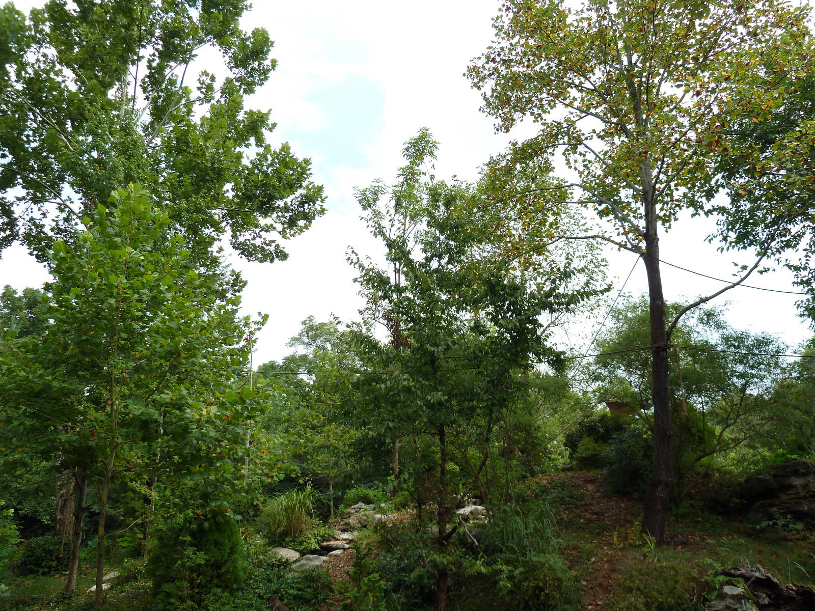 Gibbon Islands - White-Cheeked + Siamang