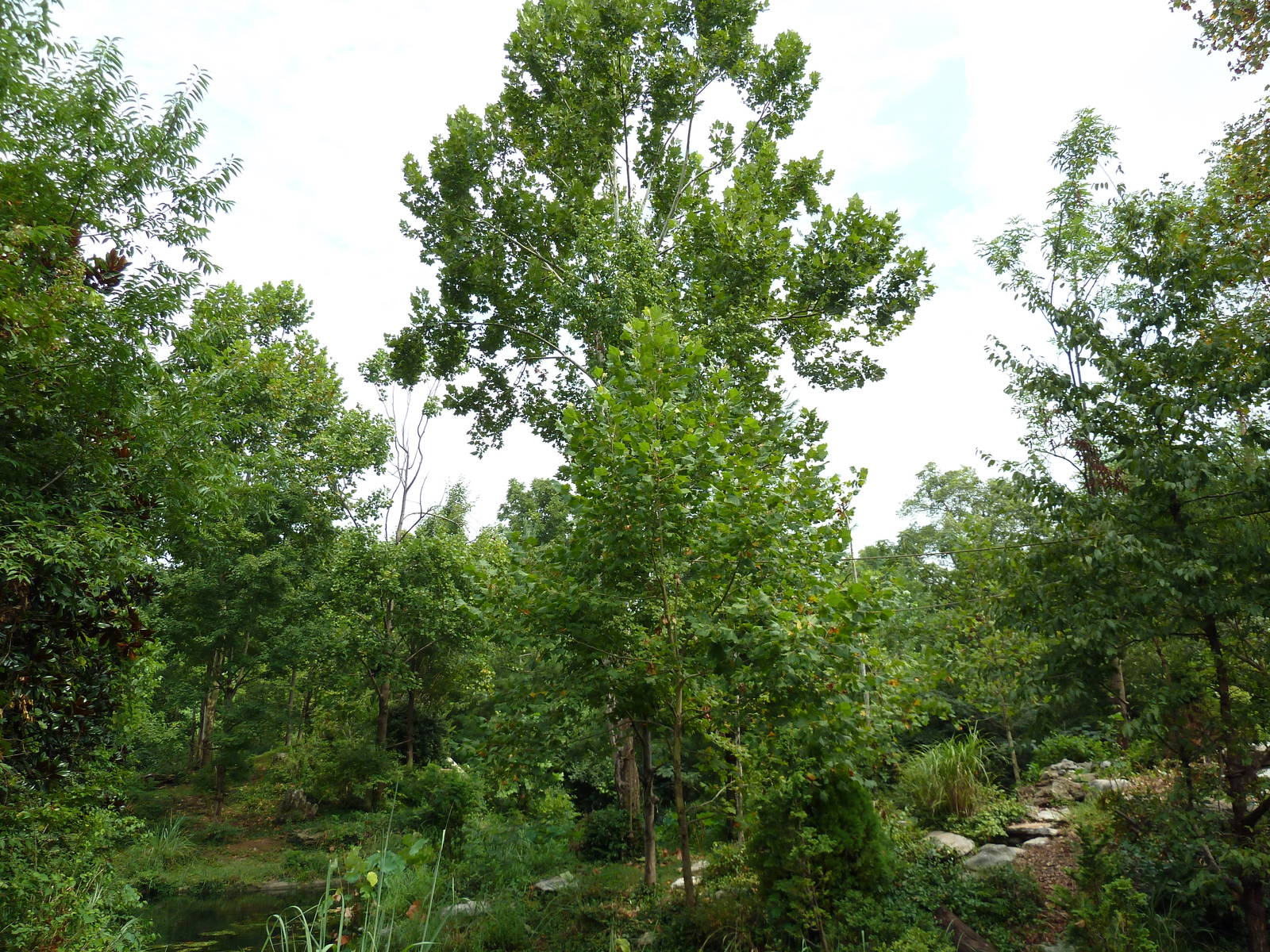 Gibbon Islands - White-Cheeked + Siamang