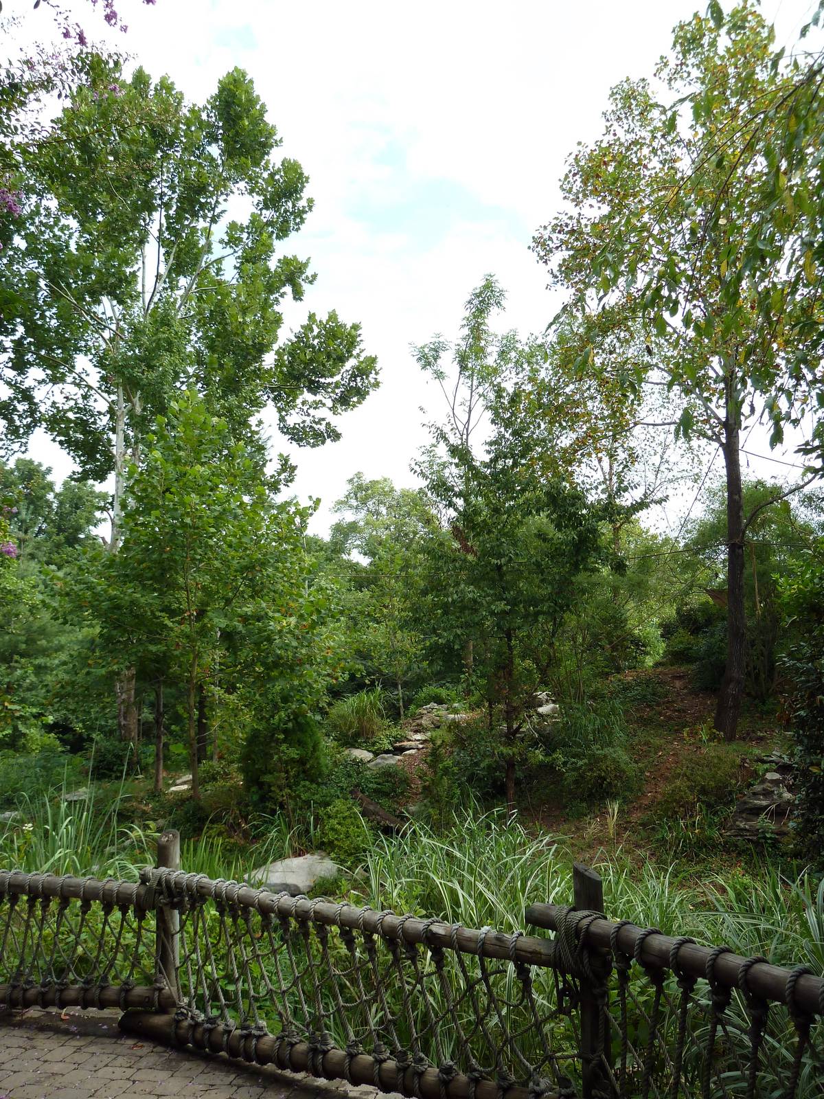 Gibbon Islands - White-Cheeked + Siamang