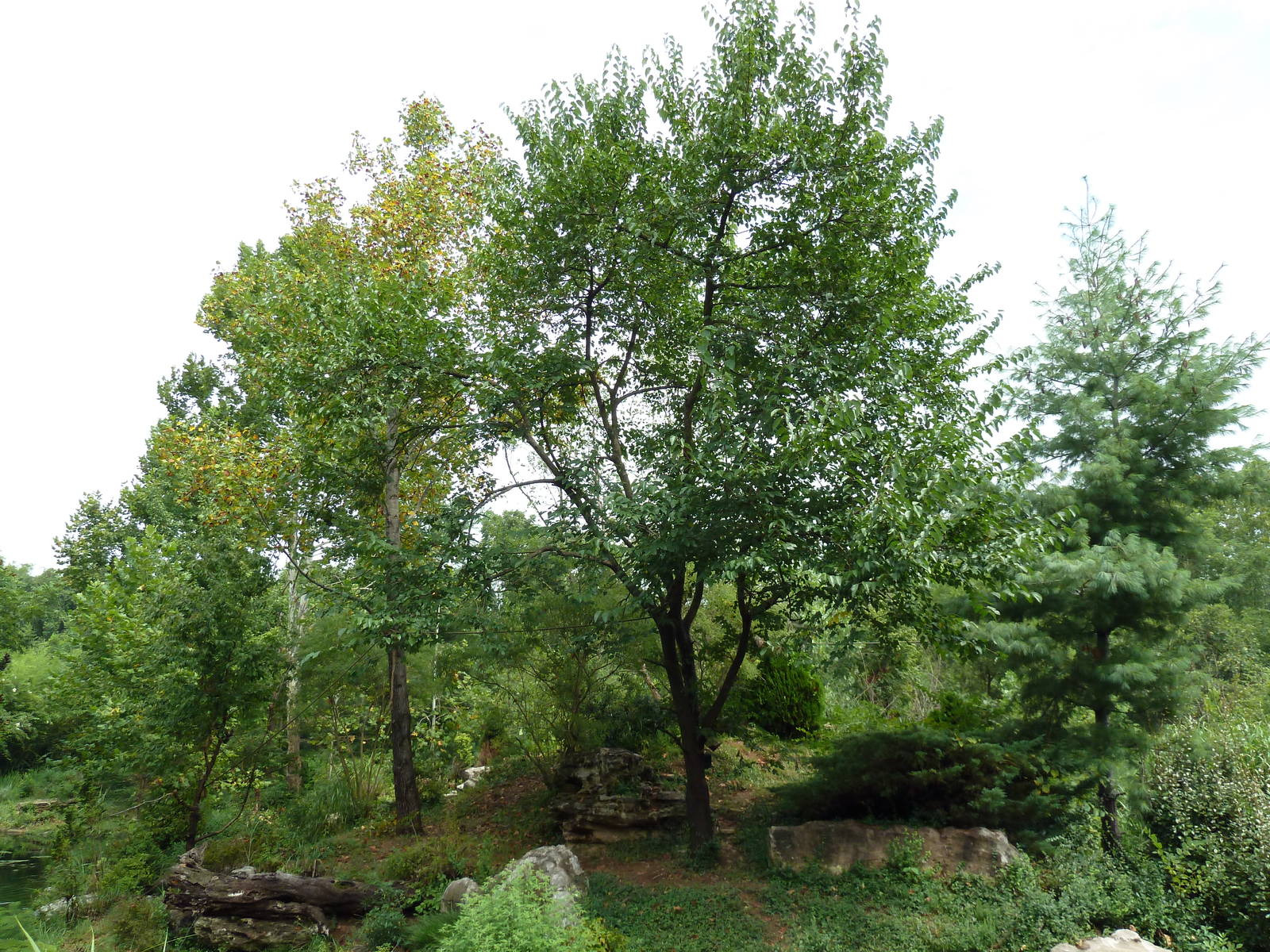 Gibbon Islands - White-Cheeked + Siamang