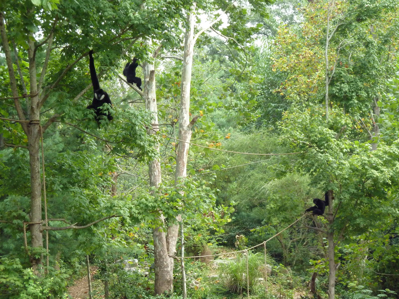 Gibbon Islands - White-Cheeked + Siamang