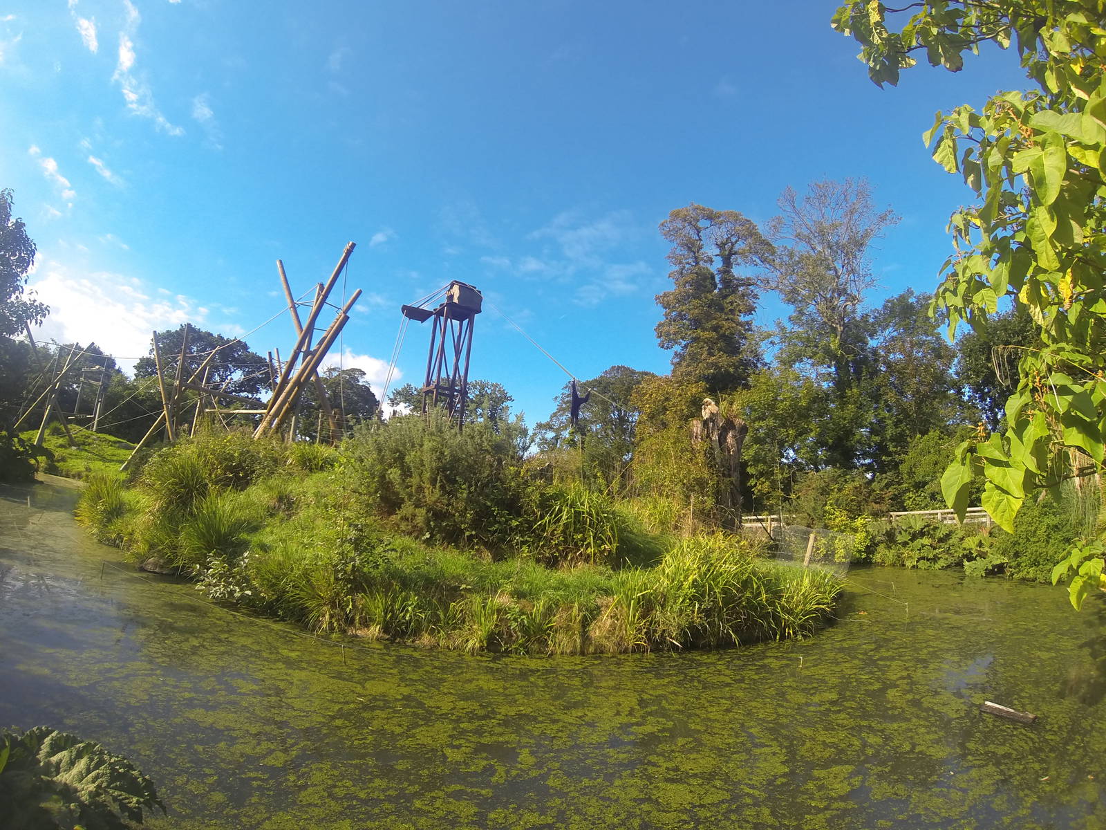Gibbon 'jump across' west orang islands