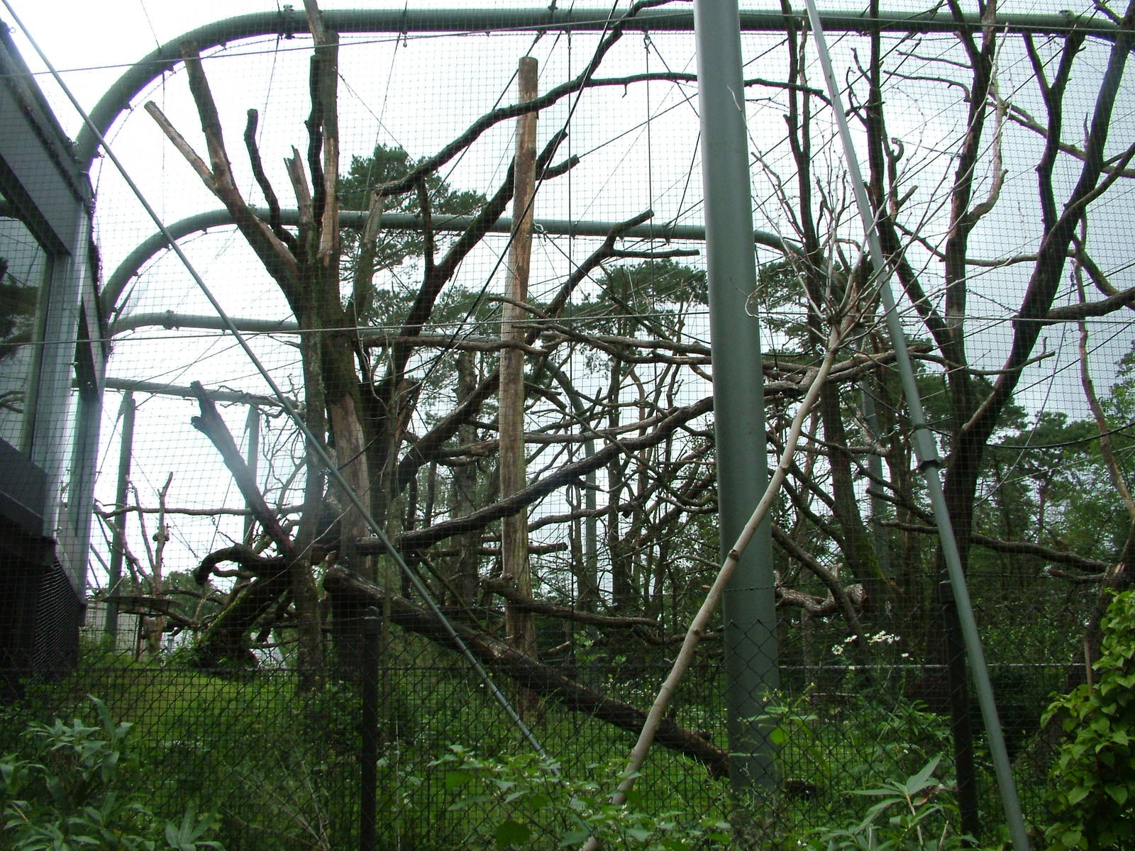 Gibbon/Langur Outdoor Exhibit at Burgers Zoo Arnhem, 29/08/10