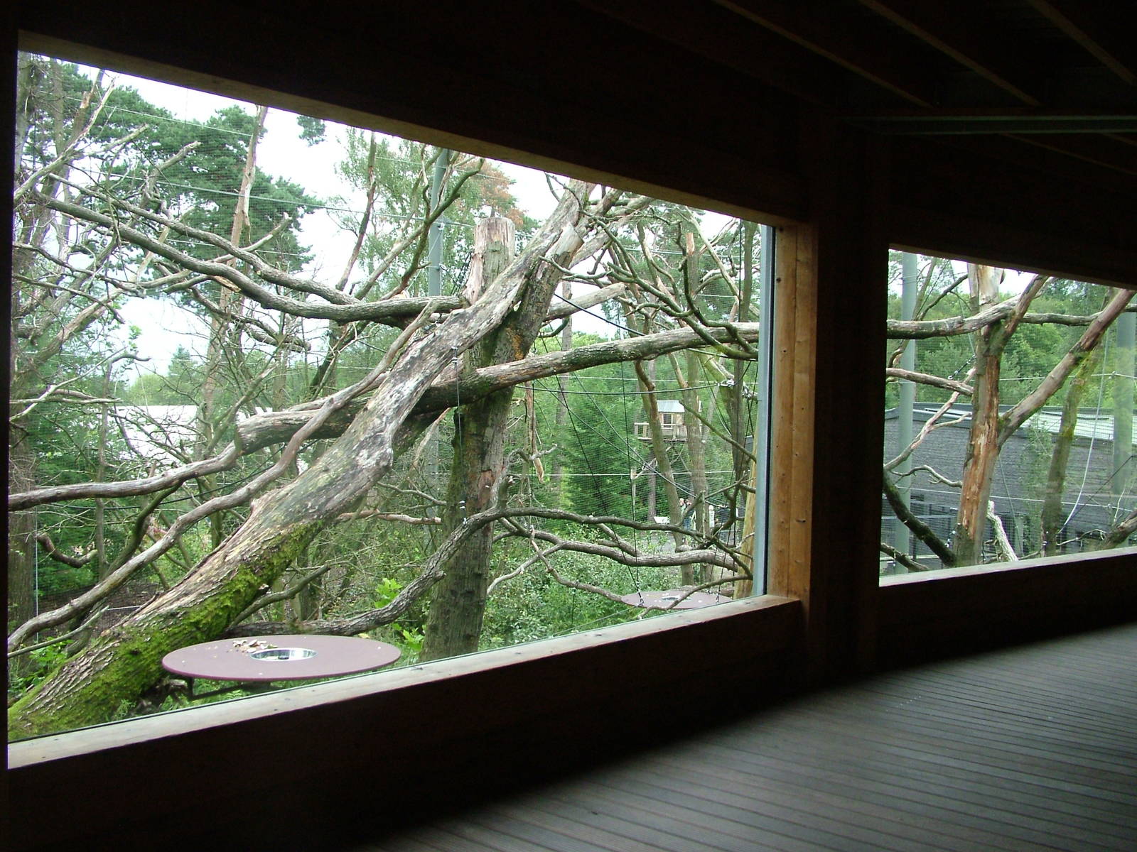 Gibbon/Langur Outdoor Exhibit at Burgers Zoo Arnhem, 29/08/10