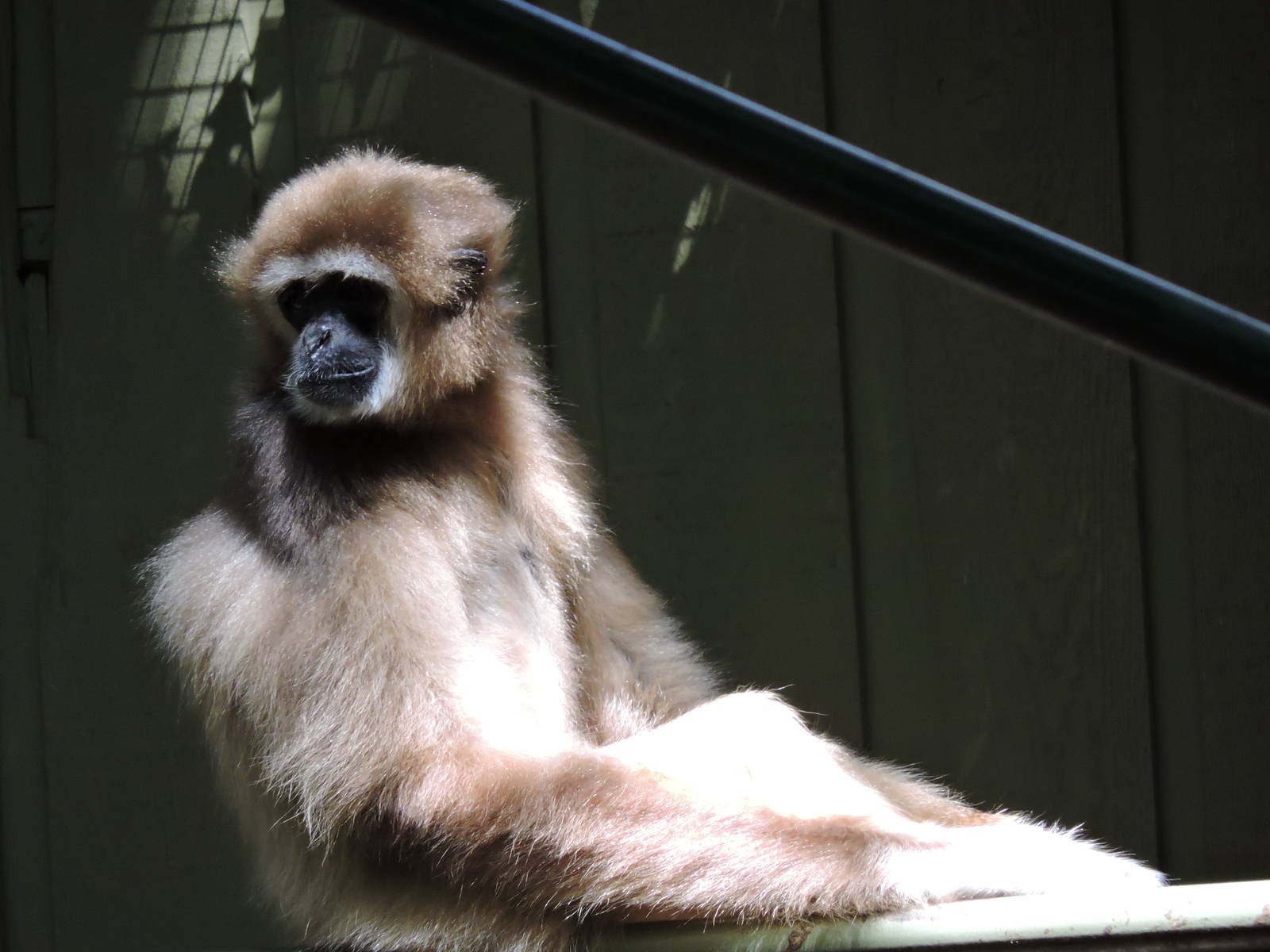 Gibbon - Lenny