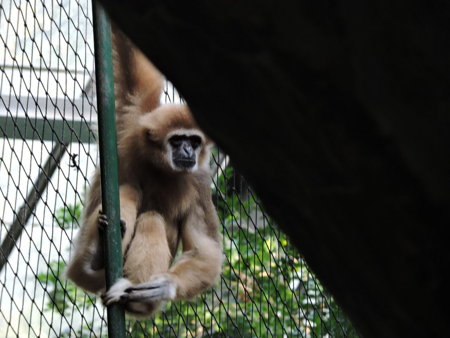 Gibbon - Lenny