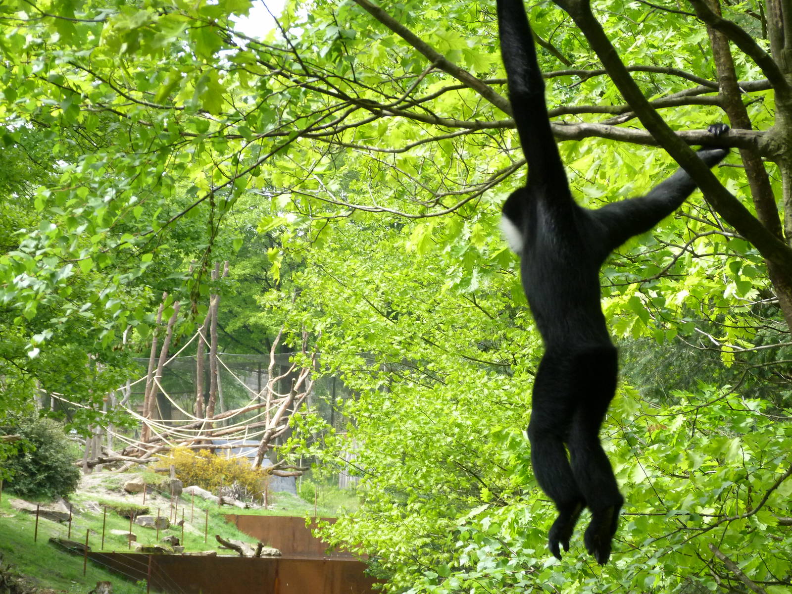 Gibbon looking out over gorilla island