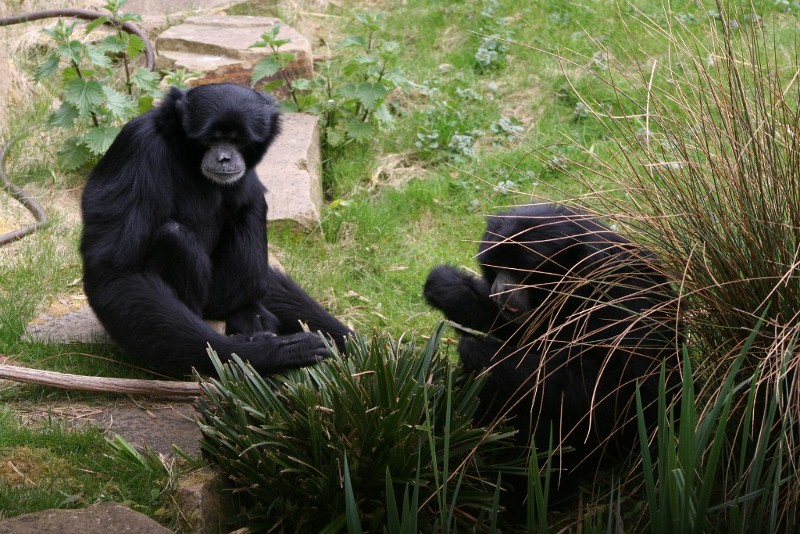 Gibbon Mar - May 2010